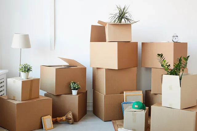 cajas de mudanza y plantas ante pared blanca